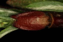 Salix eleagnos. Inflorescence bud scale.
 Image: D. Glenny © Landcare Research 2020 CC BY 4.0